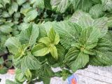 Lantana camara. Листья. Крым, пос. Партенит, парк \"Айвазовское\". 17.10.2016.