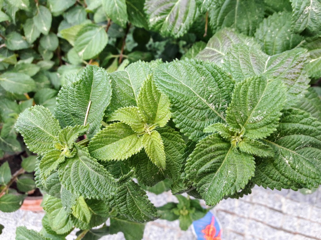 Image of Lantana camara specimen.