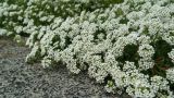 Lobularia maritima