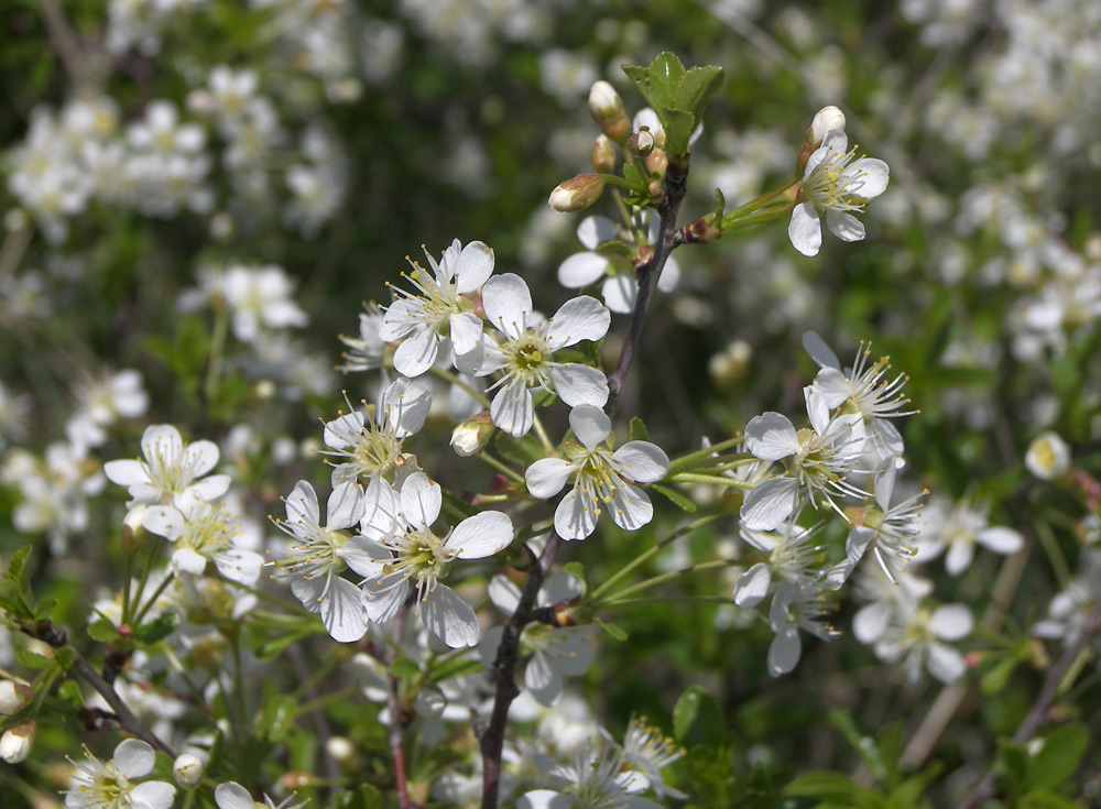 Image of Cerasus fruticosa specimen.
