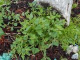 Atriplex kuzenevae. Цветущее растение. Мурманская обл., окр. пос. Дальние Зеленцы, Дальнезеленецкая губа, Дальний Пляж, близ устья Дальнезеленецкого ручья, валунная супралитораль. 29.07.2016.