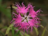 Dianthus superbus