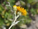 Inula oculus-christi. Верхушка побега с распустившимся и распускающимся соцветиями. Крым, Бахчисарайский р-н, Качинский каньон, каменистый сухой склон. 09.06.2016.