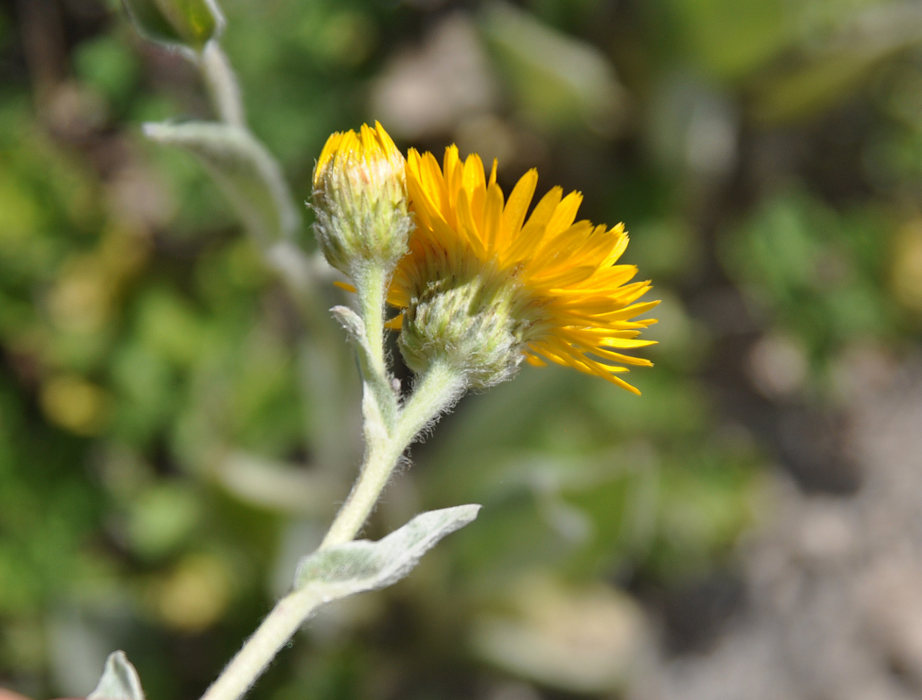 Изображение особи Inula oculus-christi.