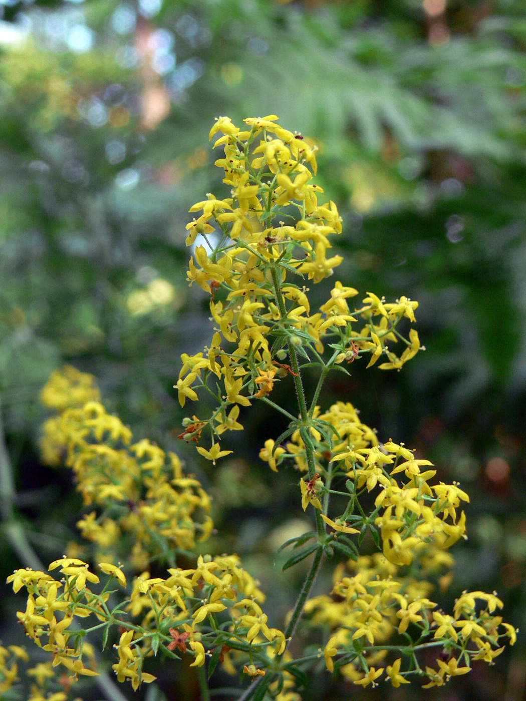 Image of Galium verum specimen.