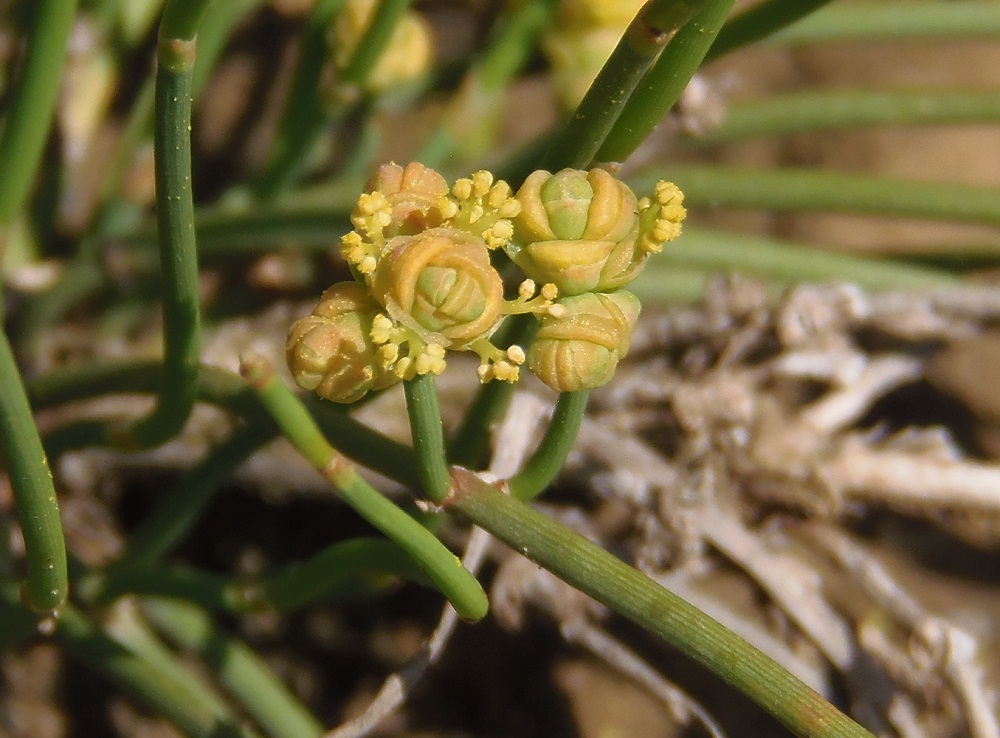 Image of Ephedra distachya specimen.