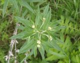 Lithospermum officinale. Верхушка цветущего растения. Украина, г. Запорожье, балка Партизанская, низина, под деревьями. 16.05.2016.