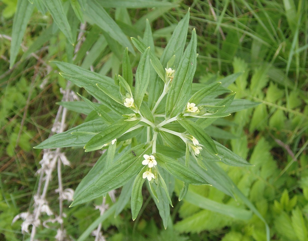 Image of Lithospermum officinale specimen.
