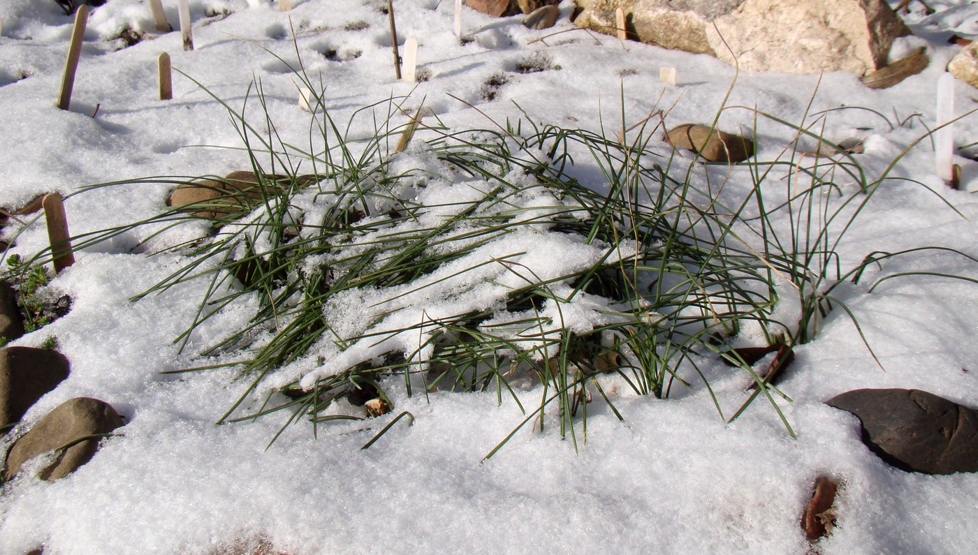 Image of Crocus sativus specimen.