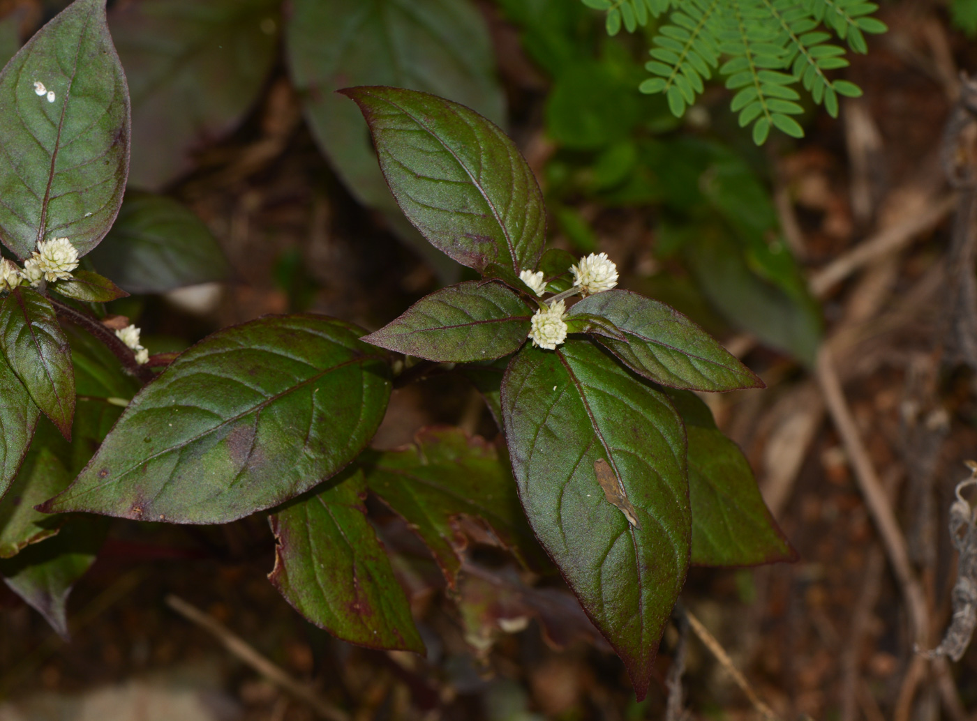 Изображение особи Alternanthera brasiliana.