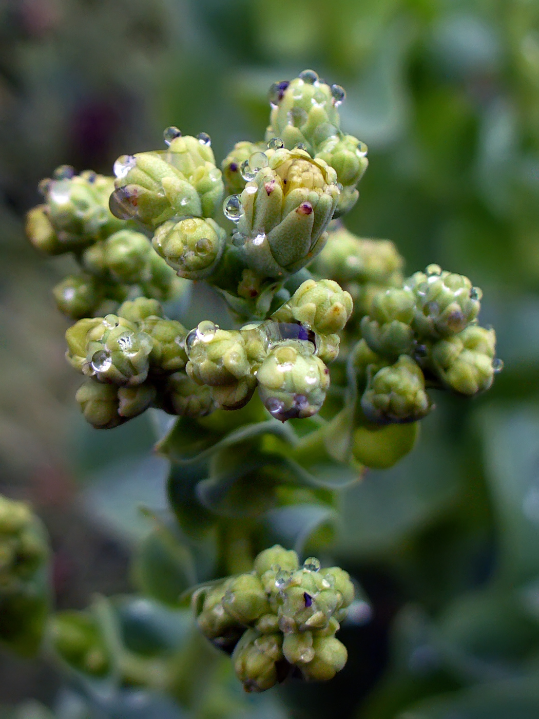 Image of Lactuca sativa specimen.