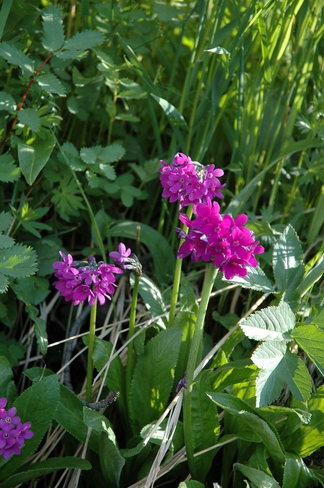 Image of Primula nivalis specimen.