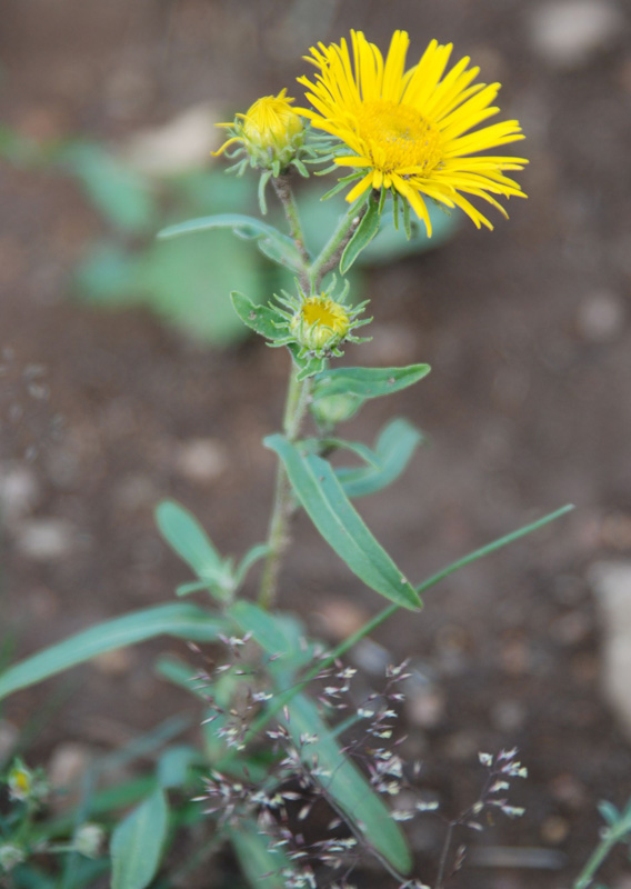 Изображение особи Inula britannica.