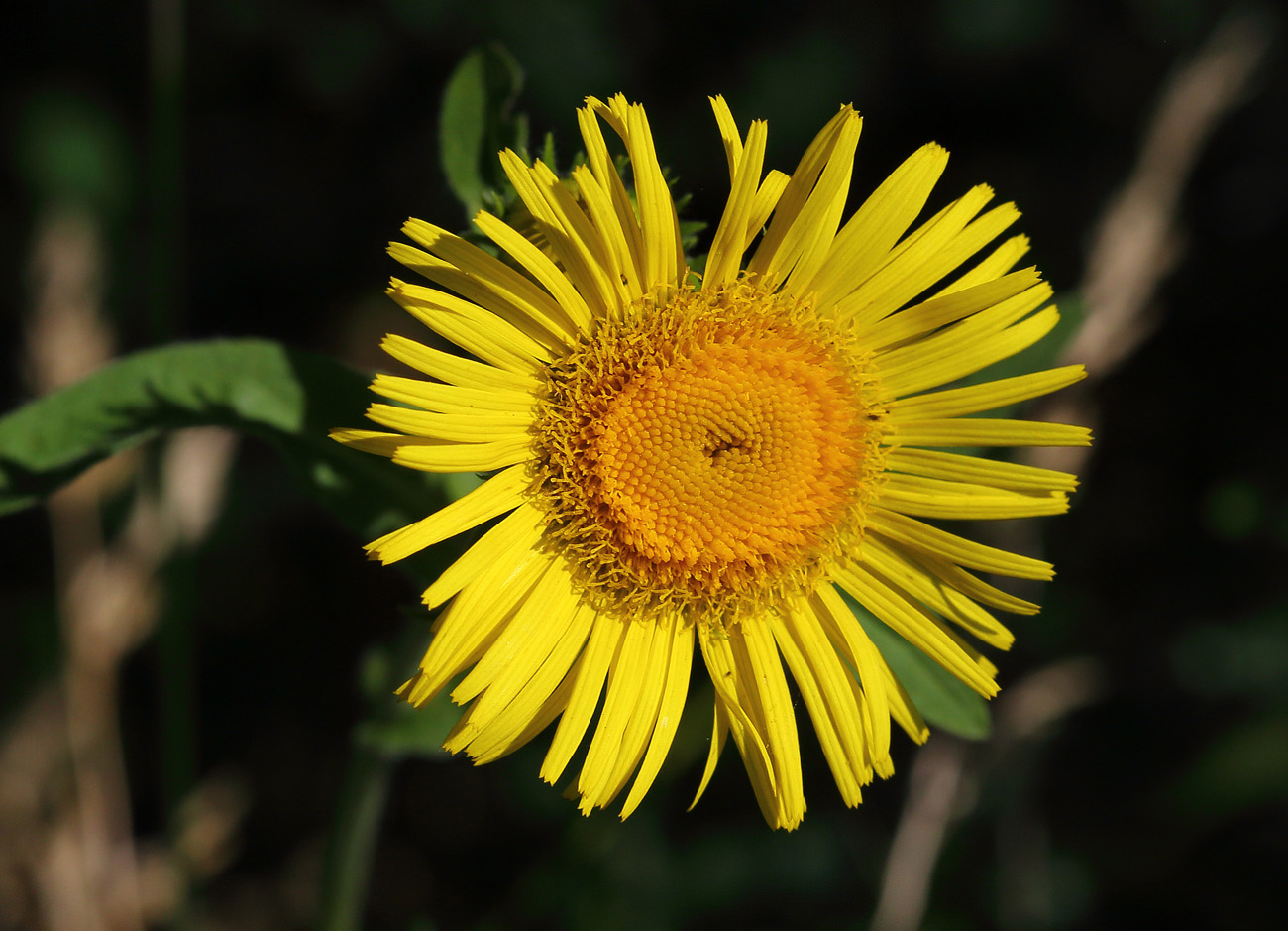 Image of genus Inula specimen.