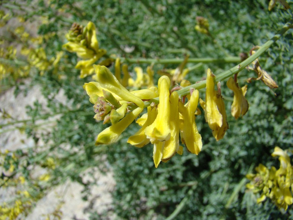 Image of Corydalis pseudoadunca specimen.