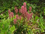 Tofieldia coccinea