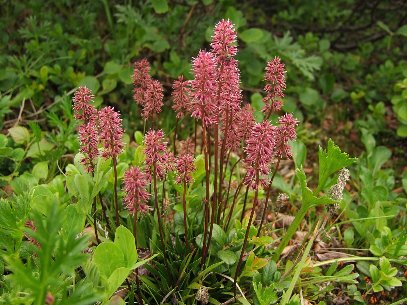 Изображение особи Tofieldia coccinea.