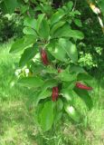 Malus orientalis