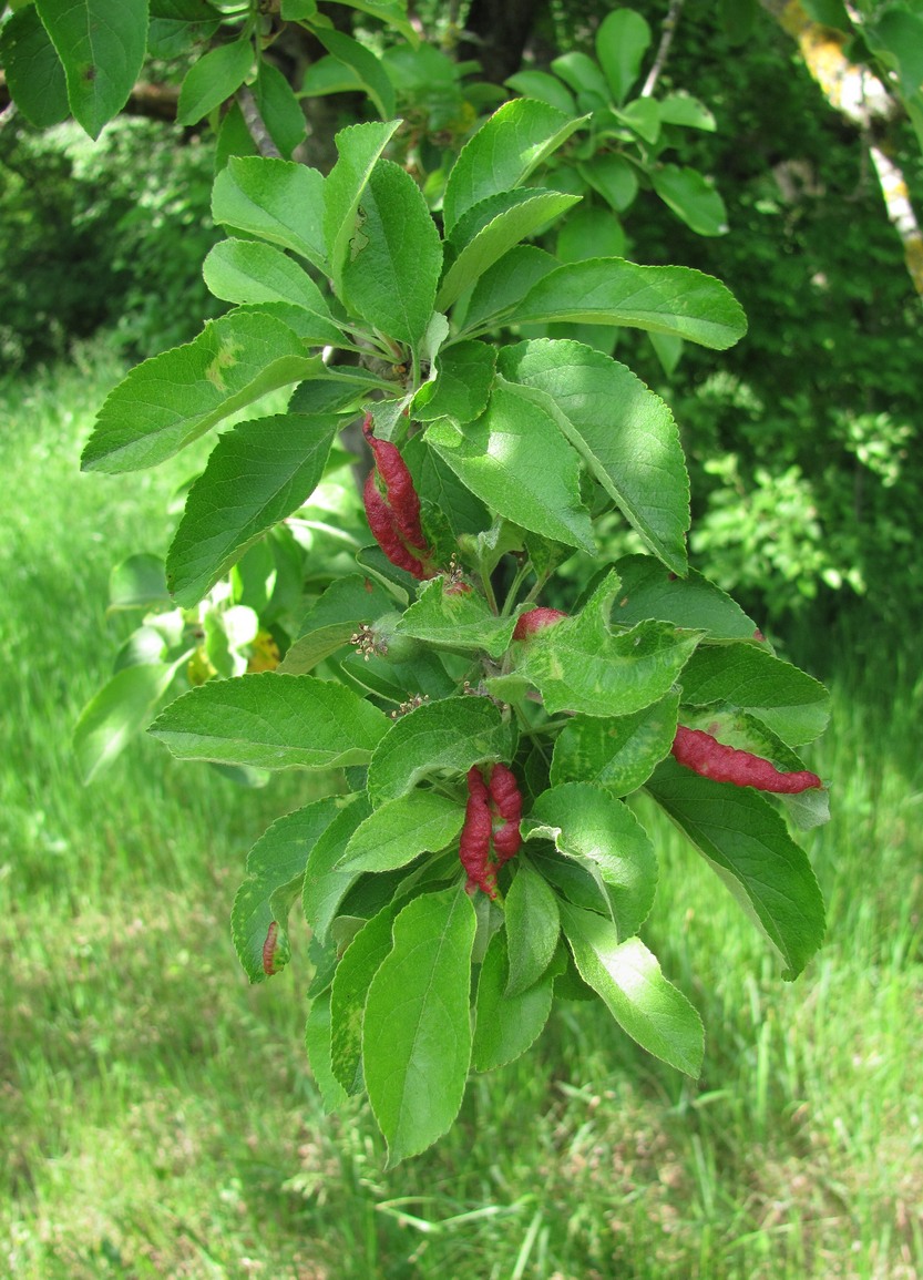 Изображение особи Malus orientalis.