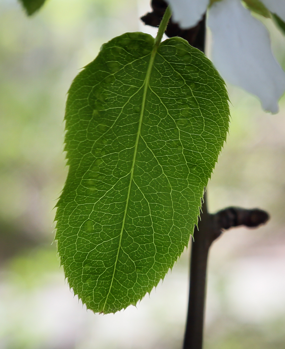 Изображение особи Pyrus ussuriensis.