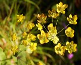 Bupleurum подвид aureum