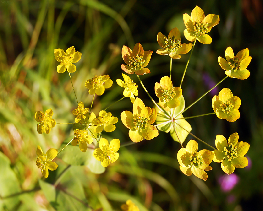 Изображение особи Bupleurum longifolium ssp. aureum.