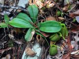 Nepenthes ampullaria