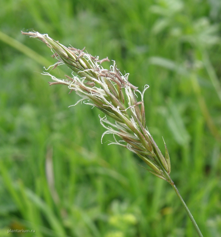 Изображение особи Anthoxanthum odoratum.