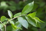 Salix myrsinifolia