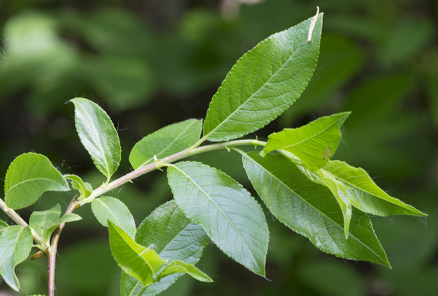 Image of Salix myrsinifolia specimen.