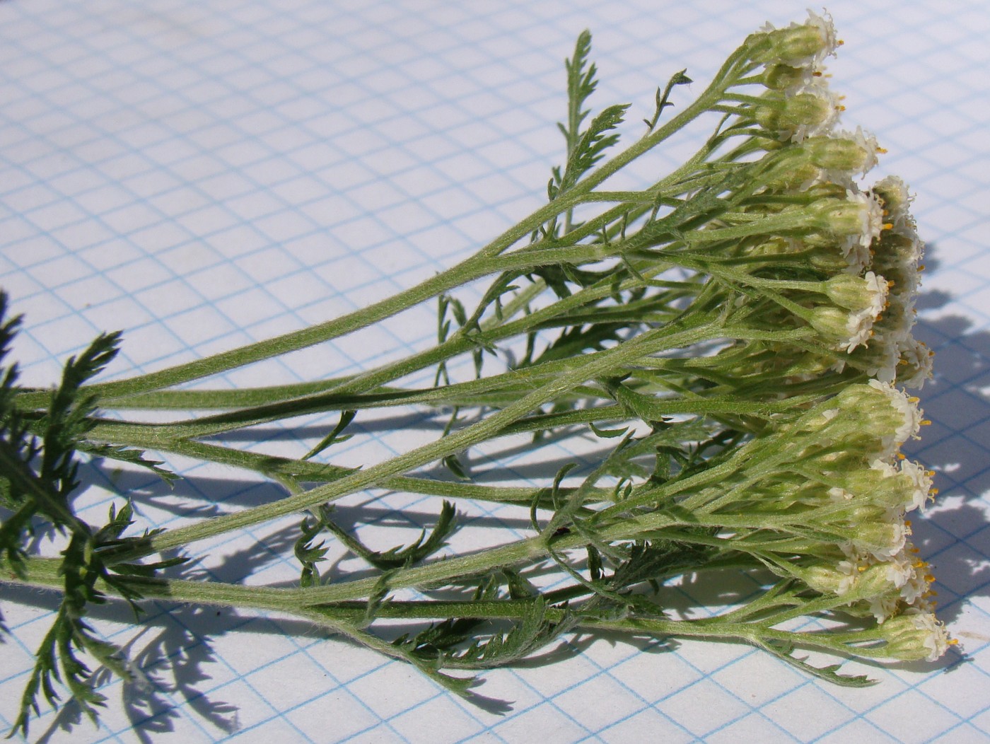 Image of Achillea nobilis specimen.