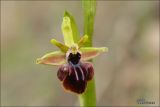 Ophrys mammosa