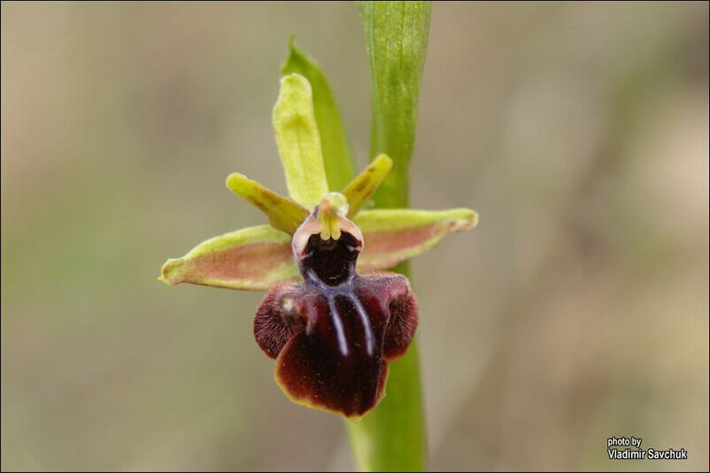 Изображение особи Ophrys mammosa.