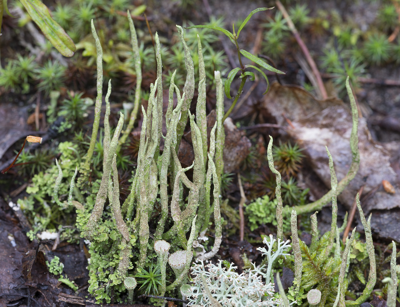 Изображение особи род Cladonia.