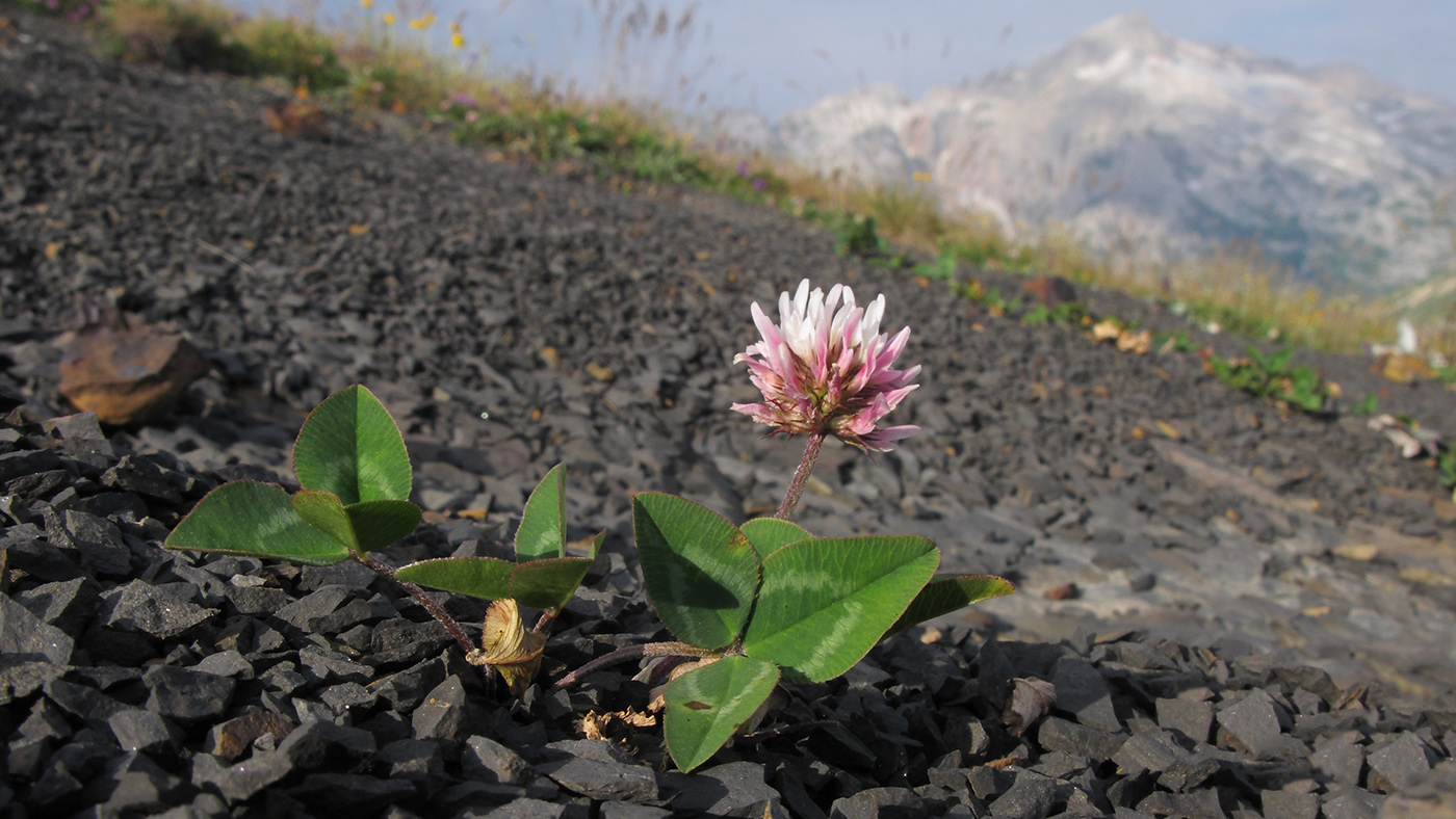 Image of Trifolium ambiguum specimen.