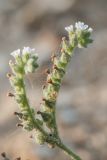 Image of taxon representative. Author is Илья Михеев