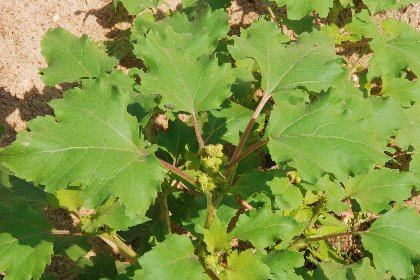 Image of Xanthium orientale specimen.