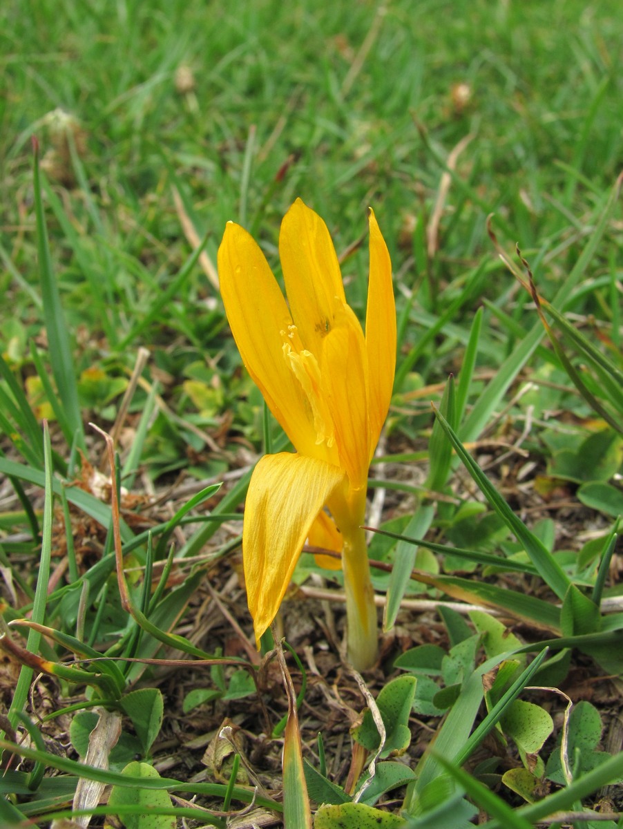 Изображение особи Crocus scharojanii.