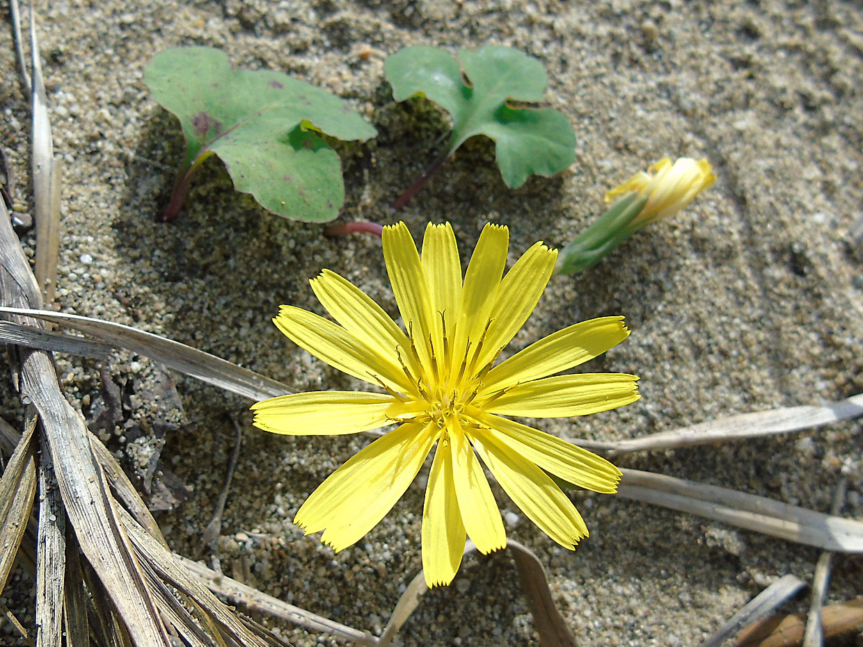 Image of Chorisis repens specimen.