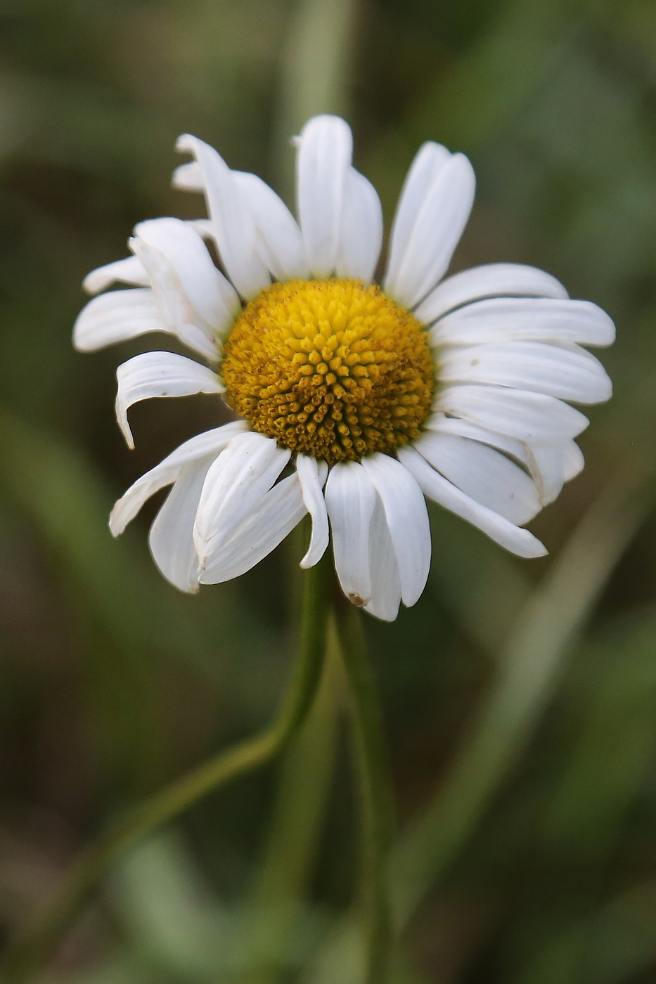 Image of Leucanthemum vulgare specimen.