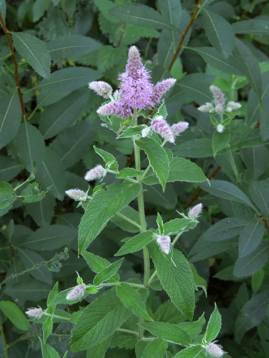 Изображение особи Mentha longifolia.