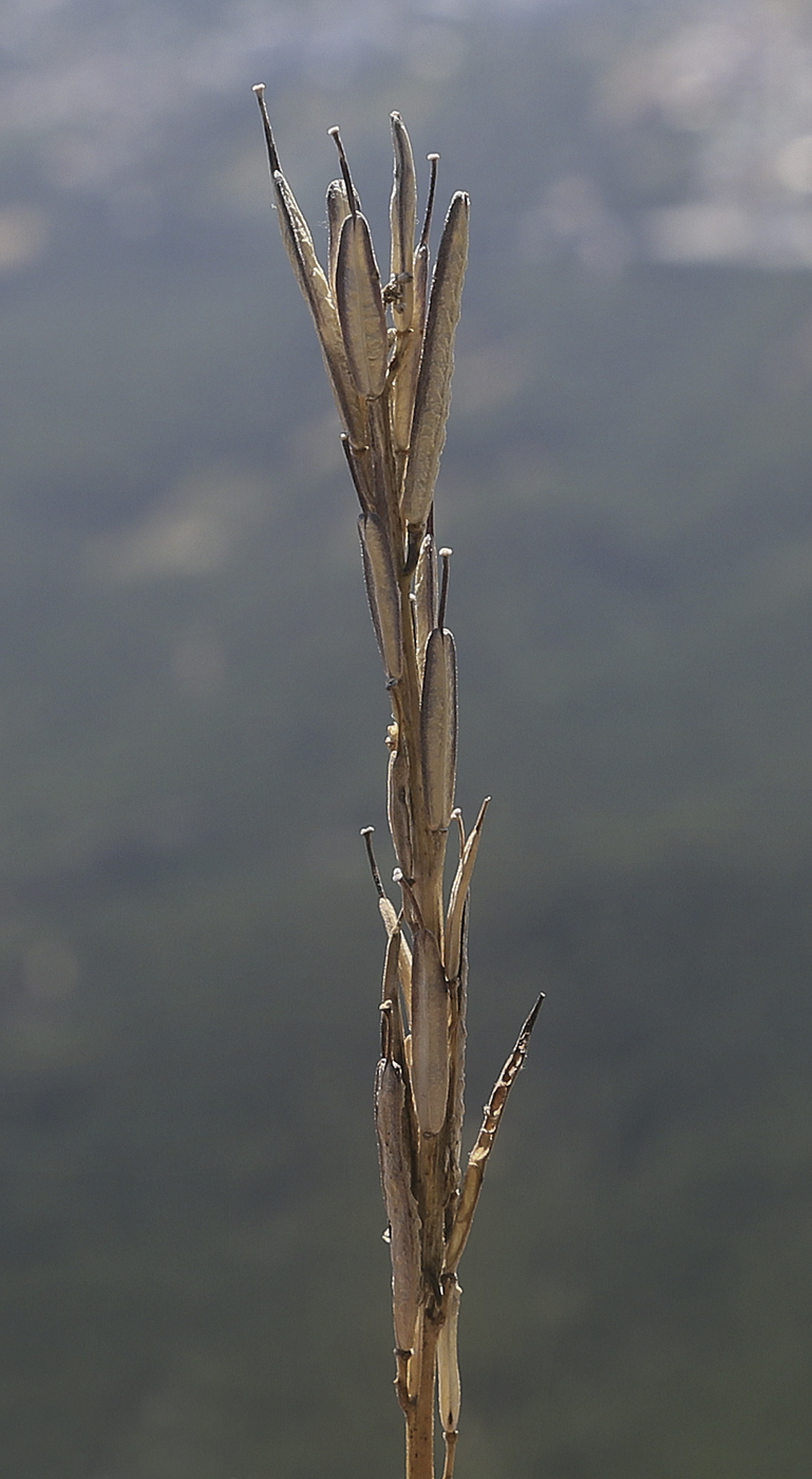 Image of Erysimum cuspidatum specimen.