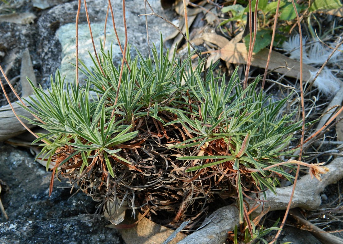 Изображение особи Armeria pubigera.