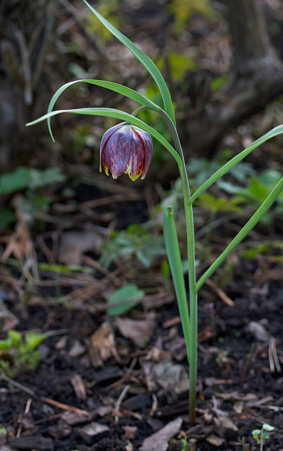 Изображение особи Fritillaria meleagris.