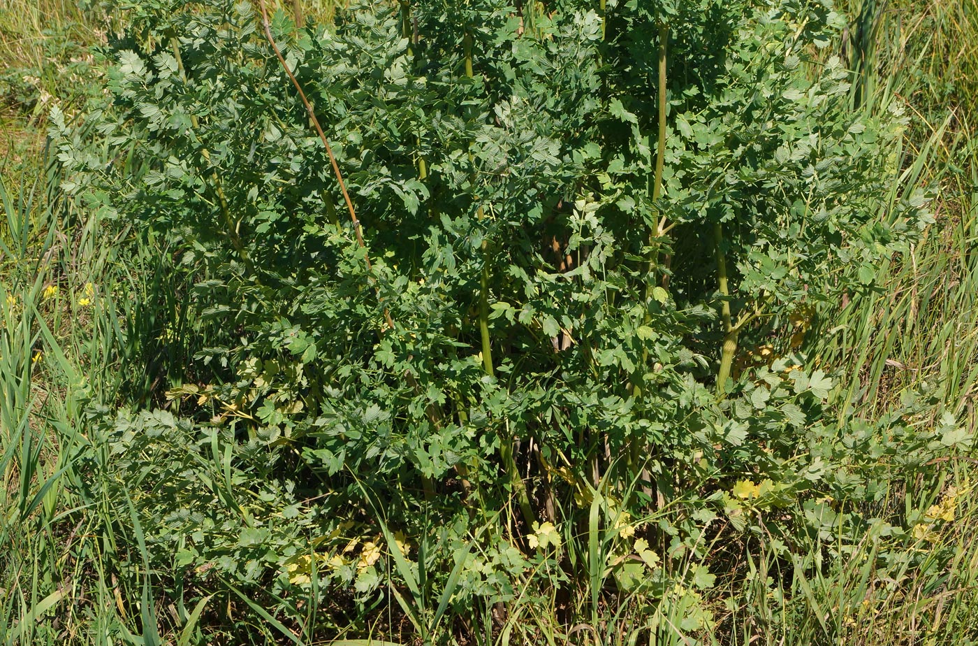 Image of Thalictrum appendiculatum specimen.
