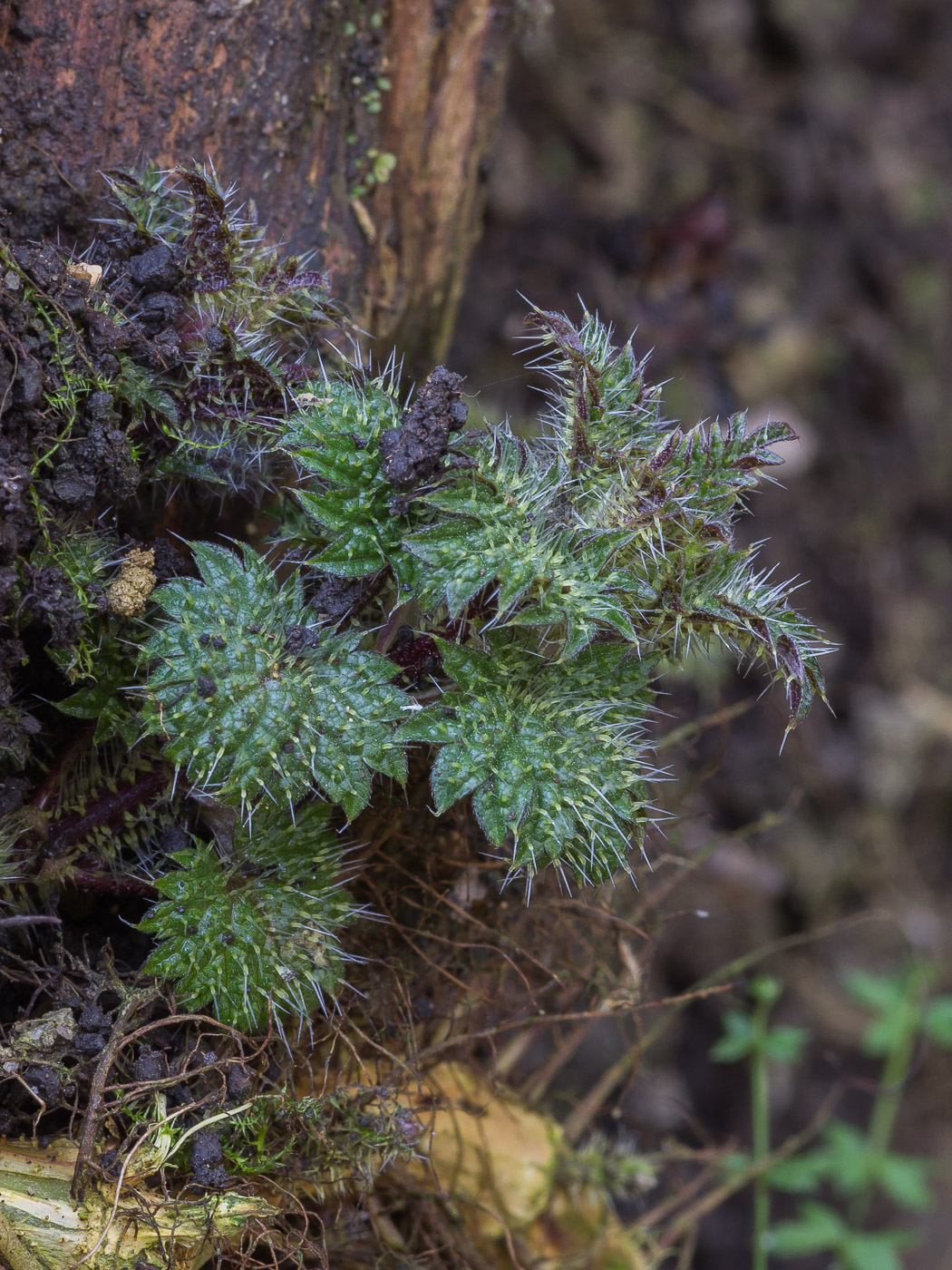 Изображение особи Urtica dioica.