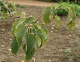 Davidia involucrata variety vilmoriniana. Верхушка ветви. Южный берег Крыма, Никитский ботанический сад, в культуре. 29.10.2017.