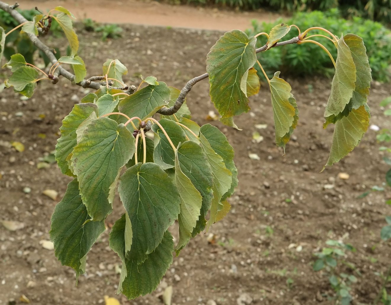 Image of Davidia involucrata var. vilmoriniana specimen.