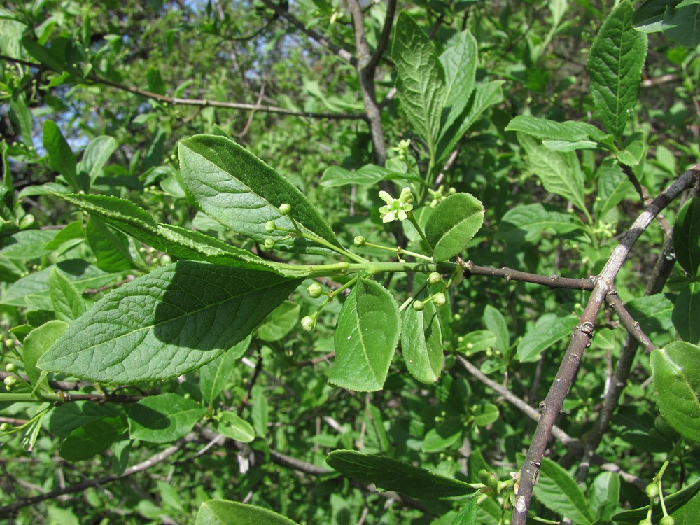 Изображение особи Euonymus czernjaevii.