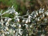 Artemisia frigida